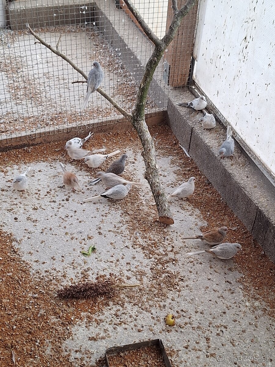 Holubky diamantové - 5