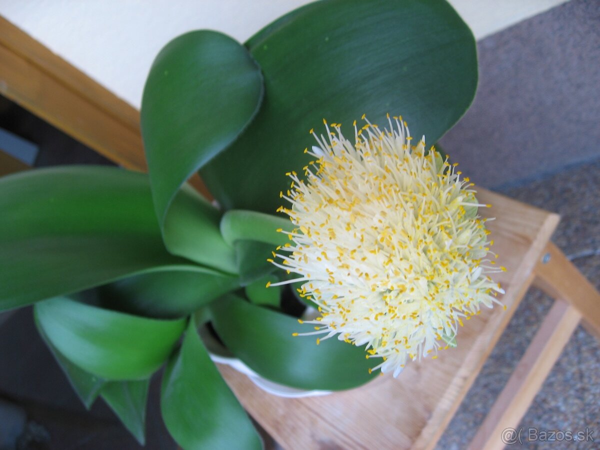 Hemant bielokvetý - Haemanthus albiflos - 5