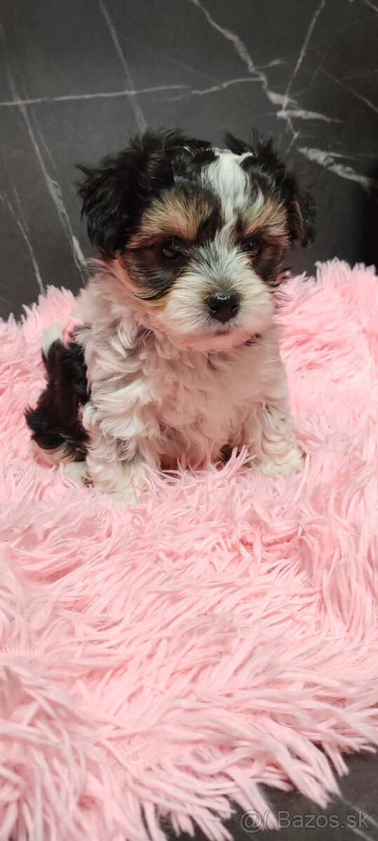 Predám maltezak - 5