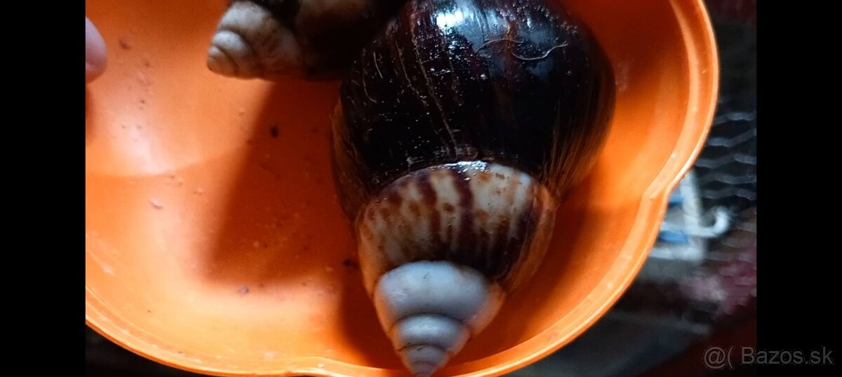 Africké slimáky - 5