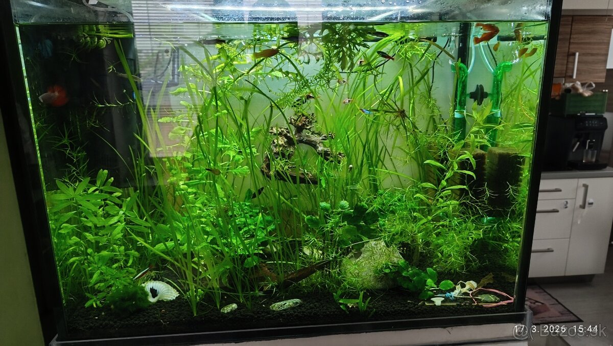 Rastliny do akvária - 5