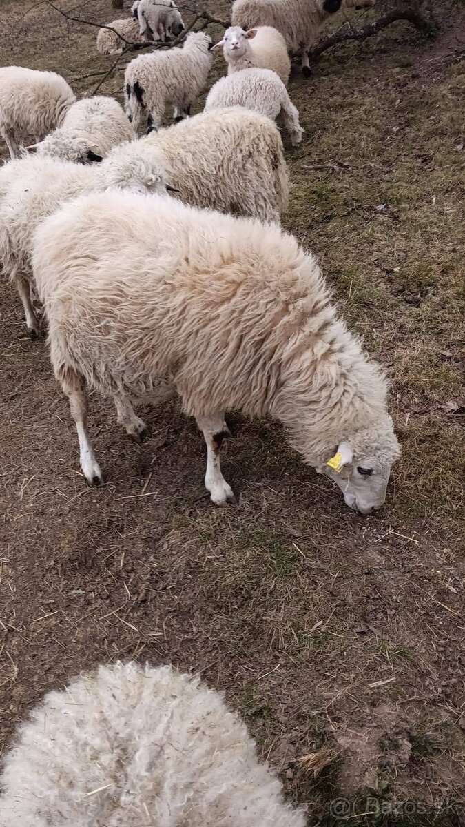 Ovce, zošľachtená valaška - 5