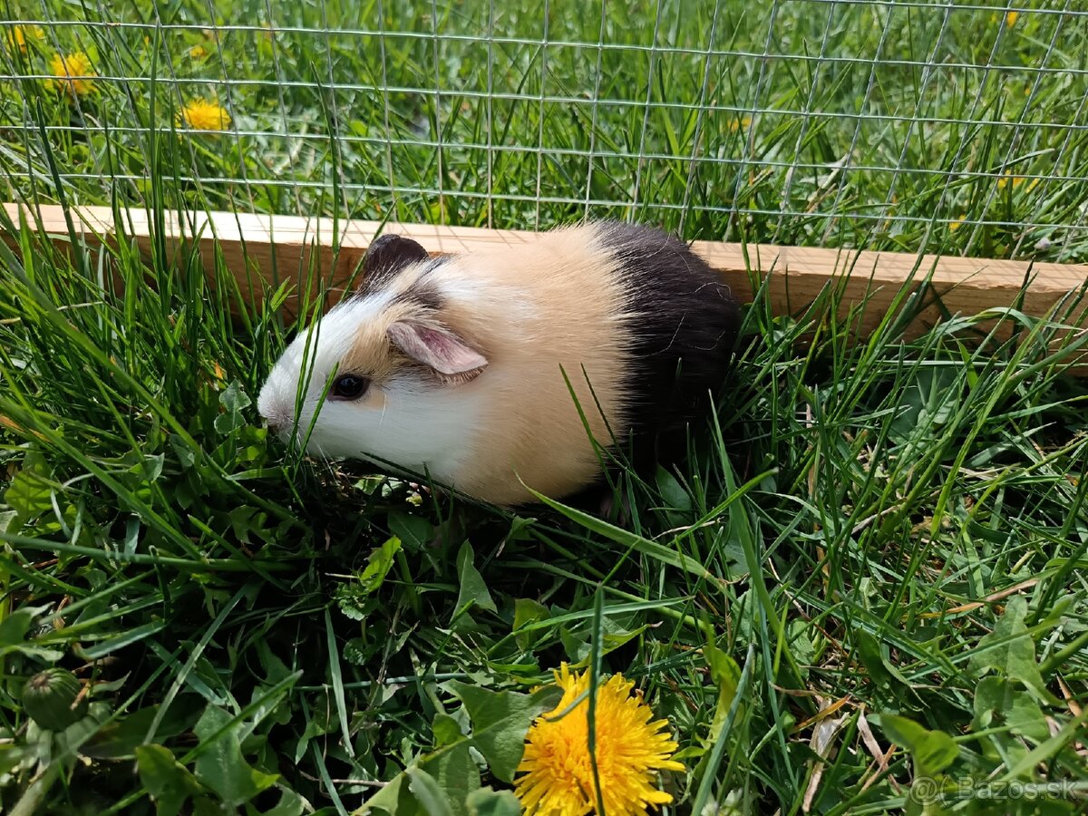 Predám morčatá - 5