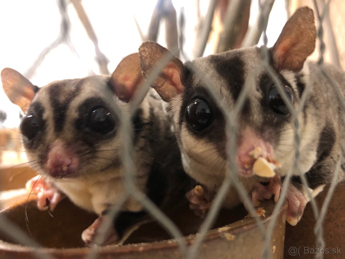 Predám chovný pár vakoveveríc (Petaurus breviceps) - 5
