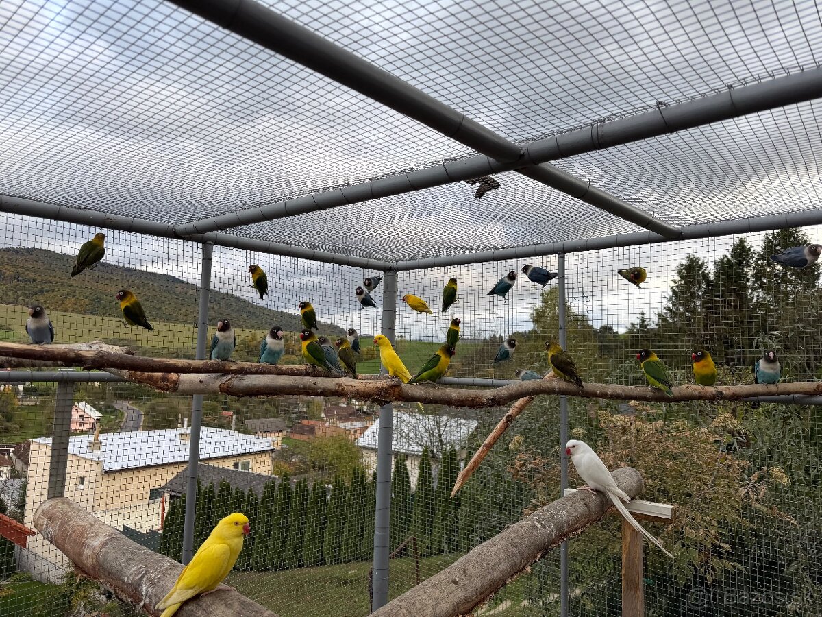 Agapornis škraboškový - 5