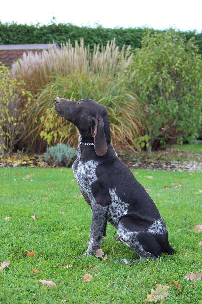 Německý krátkosrstý stavač - 5