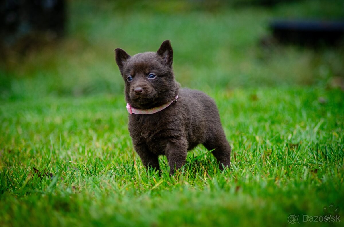 Australská kelpia - 5