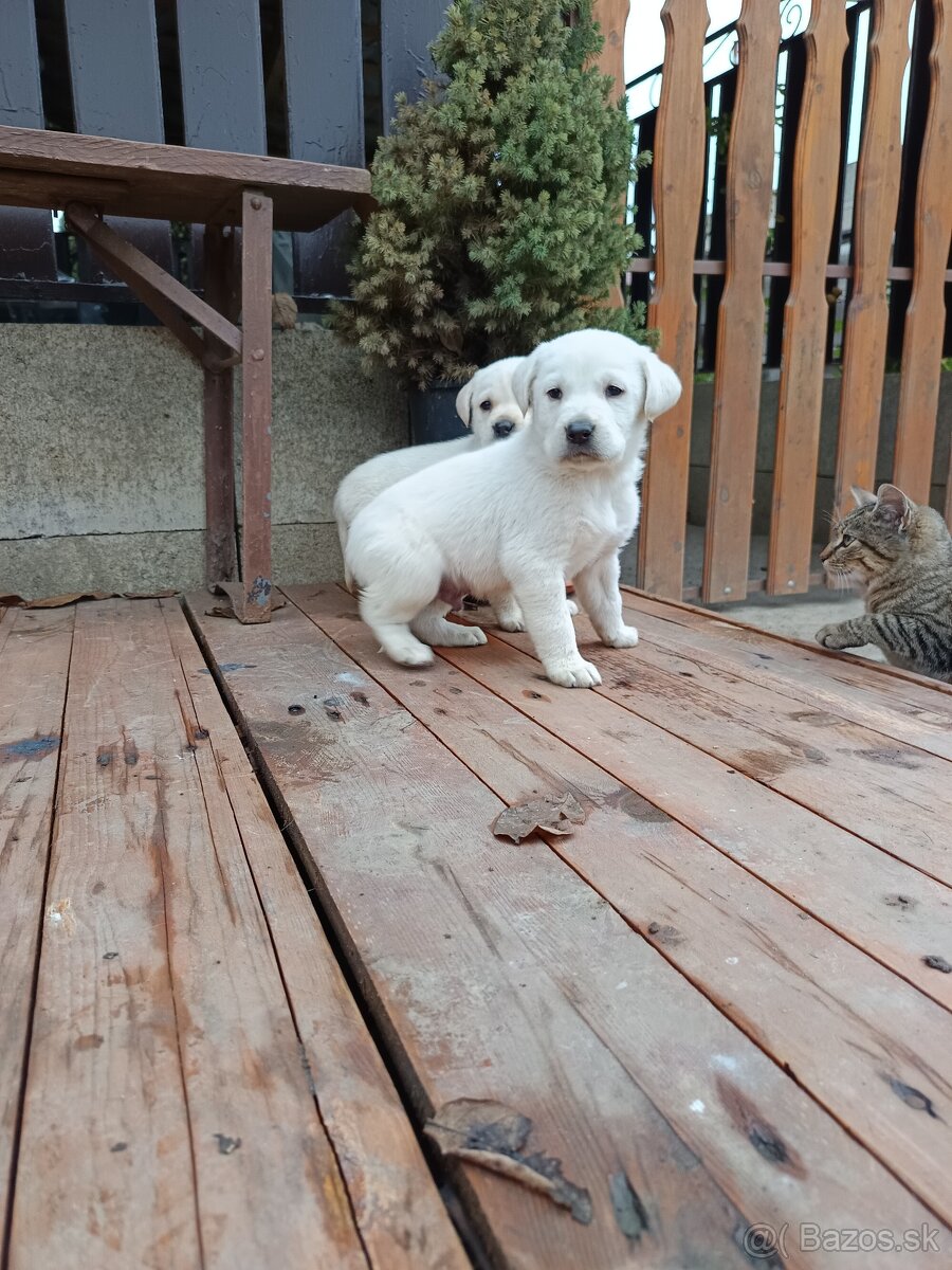 Labradorsky retriever - 5