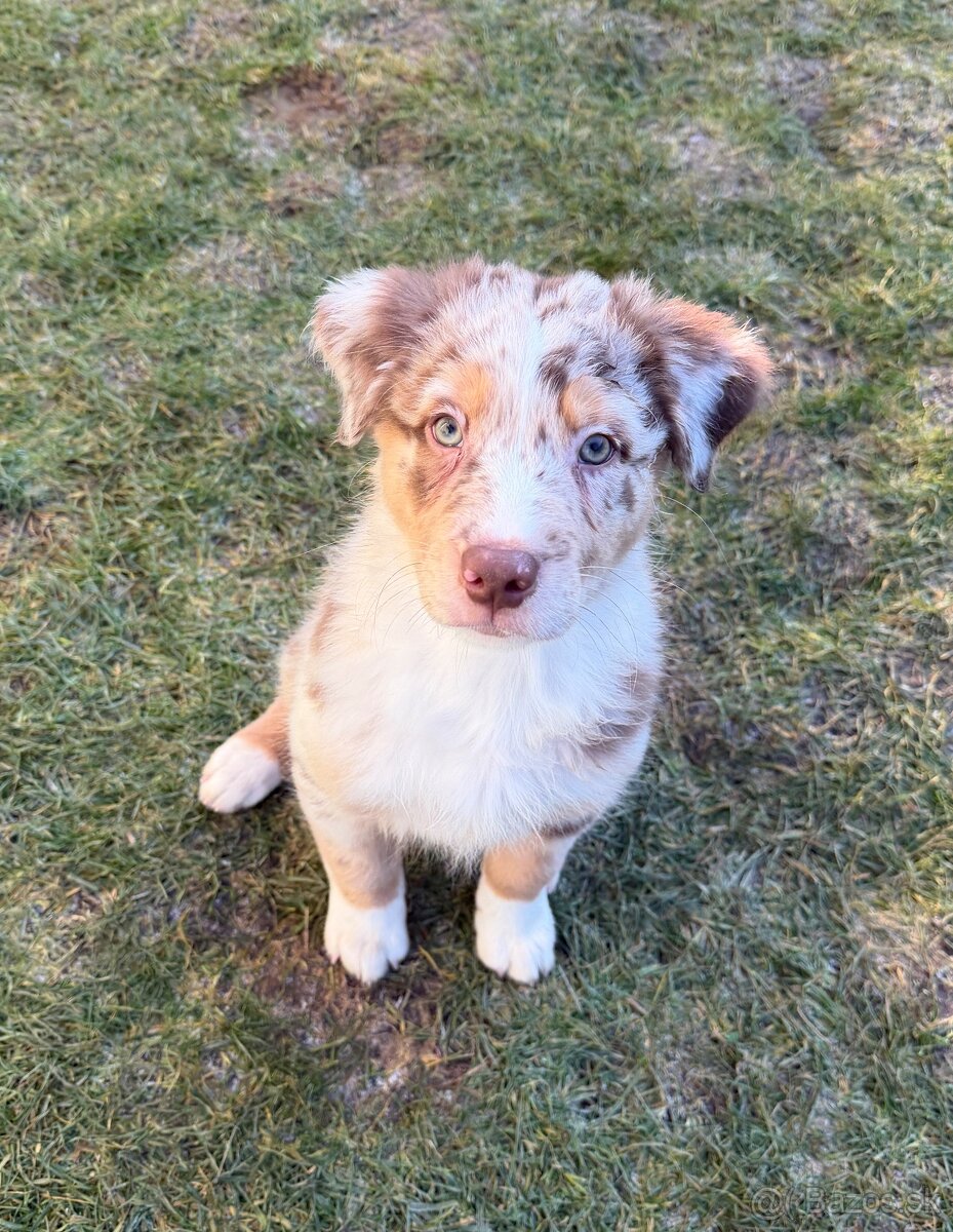 Australsky ovciak s PP - 5