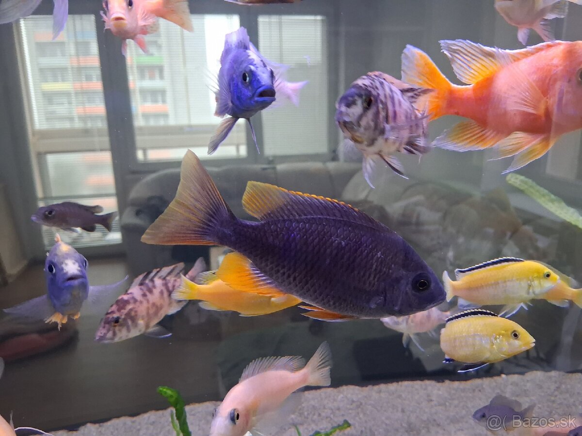 Ryby africke cichlidy - 5