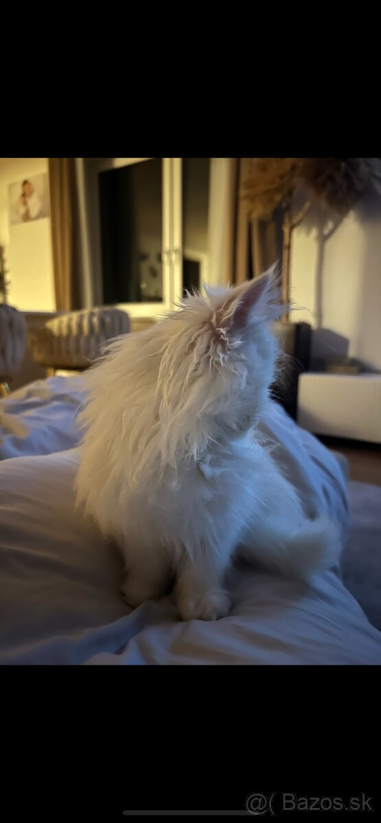 Perzské mačiatko - perzský kocúrik - 5