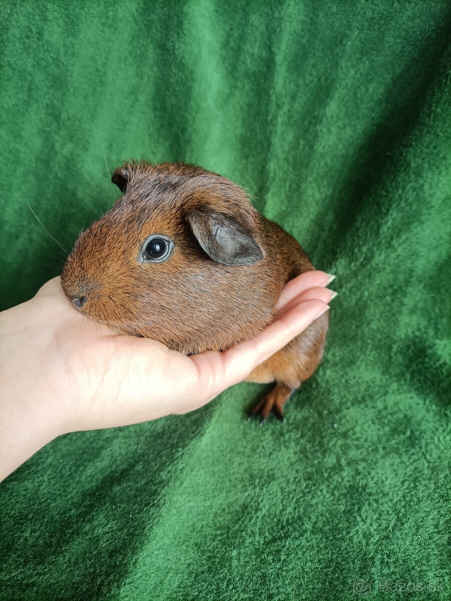 Morské prasiatka - 5