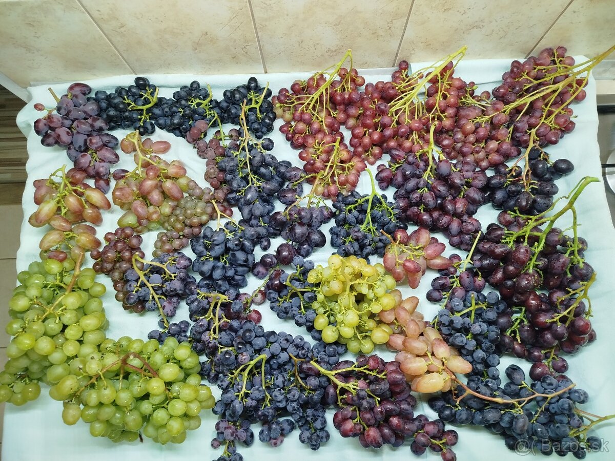 Predám odrezky viniča - 5