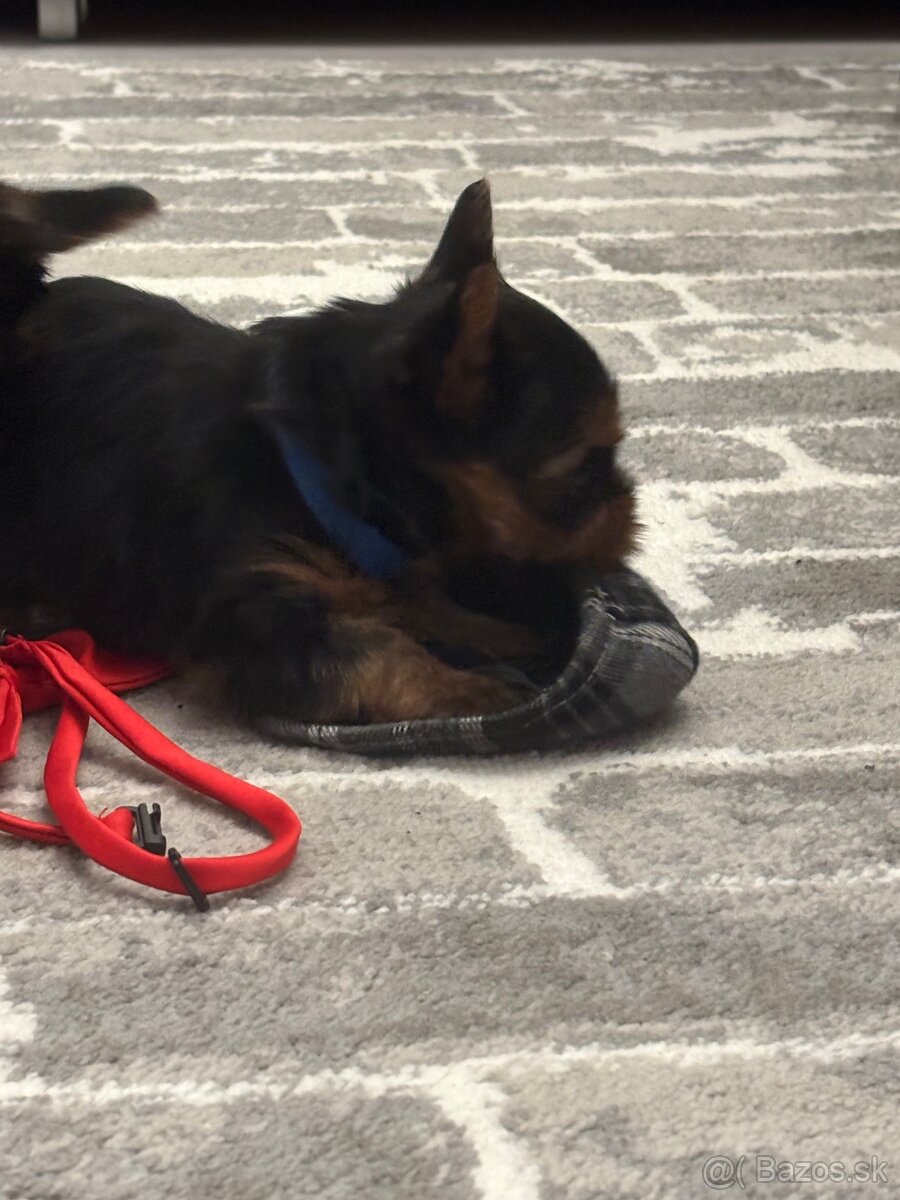 Yorkshirsky terie - 5