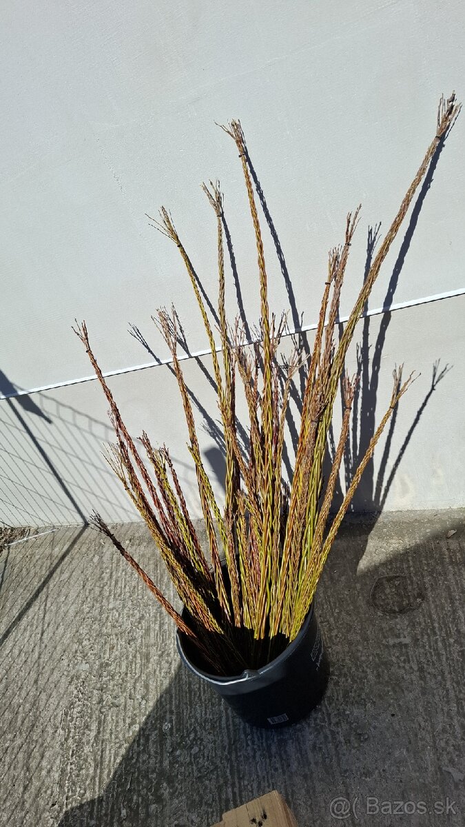 Šibák , korbáč - 5