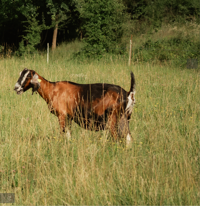 Podielova AN koza , capko - 5