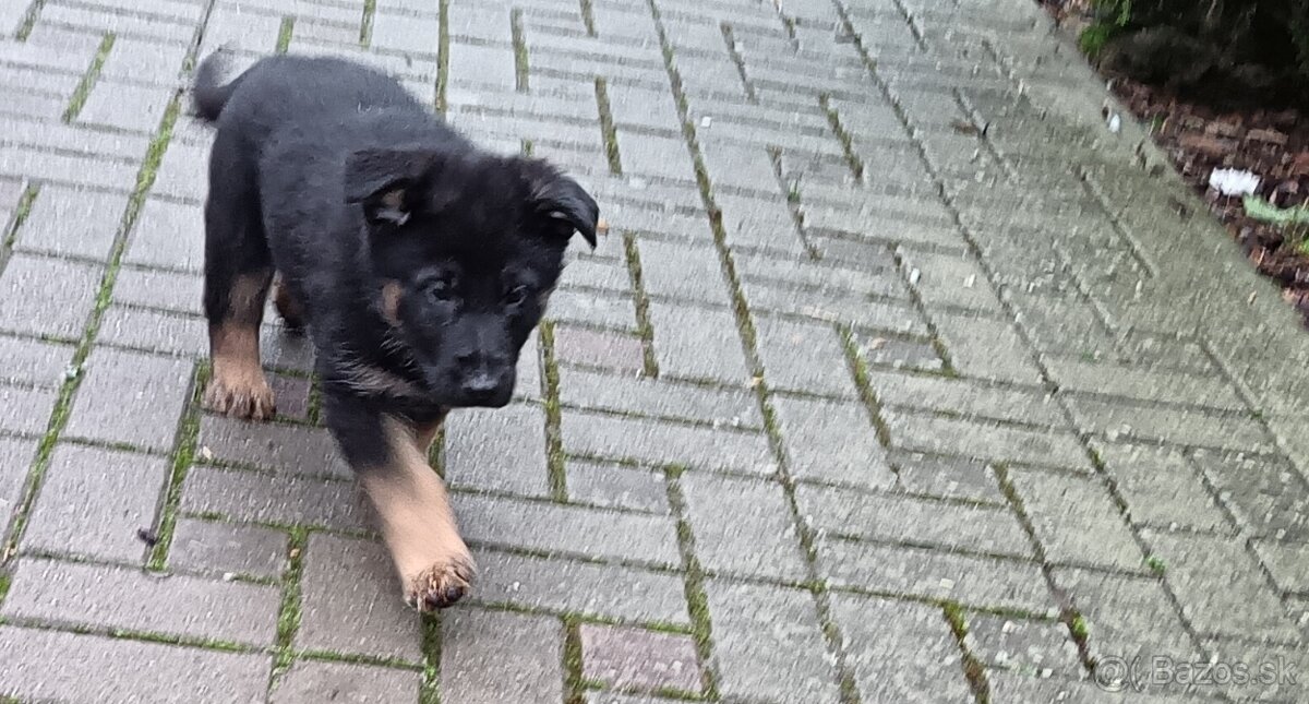 Nemecký ovčiak šteniatka - 5