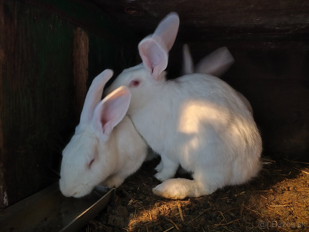 Predam králiky - 5