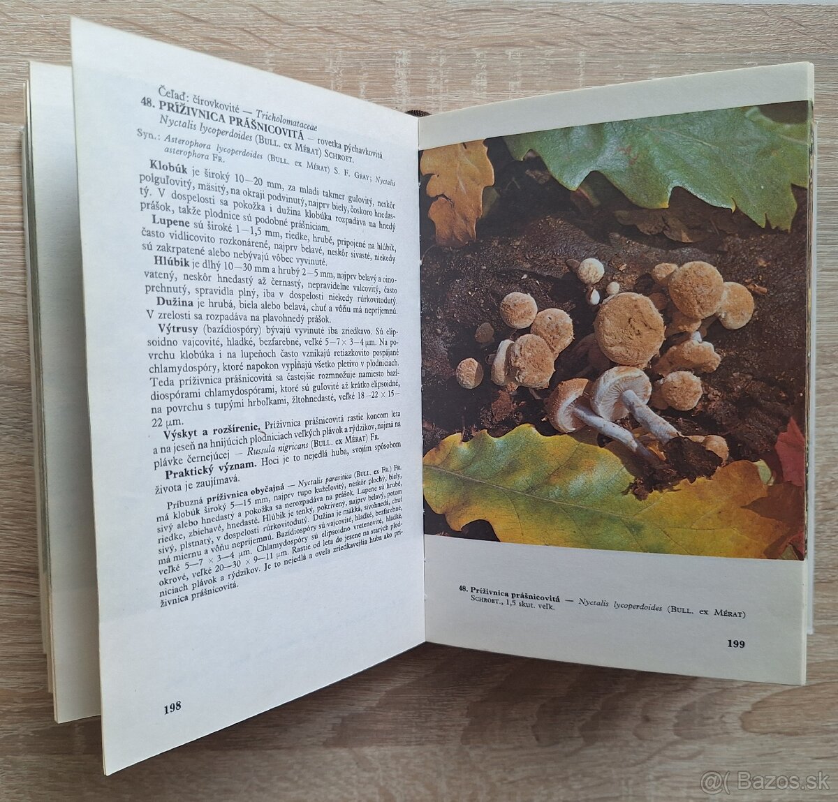 Huby lesov, poli a luk - 5