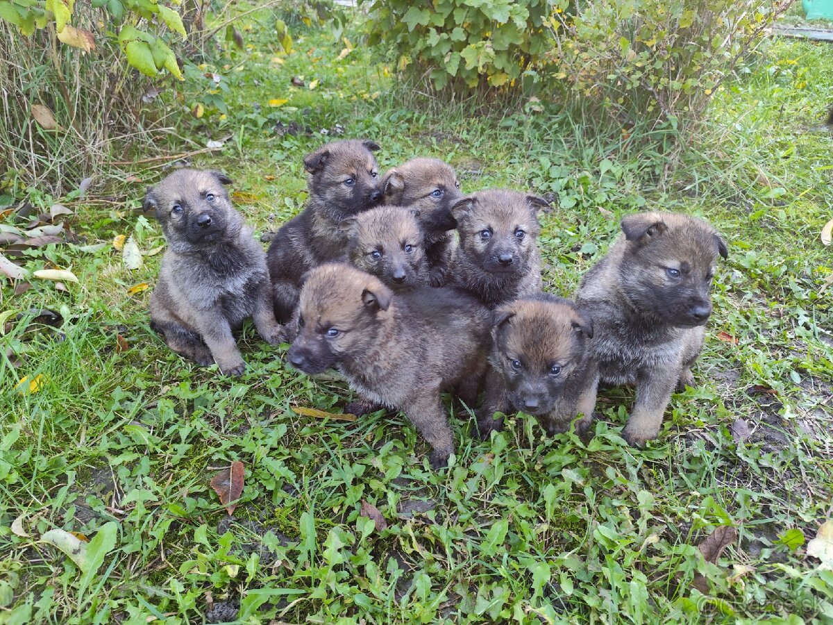 Československý vlčiak šteniatka - 5