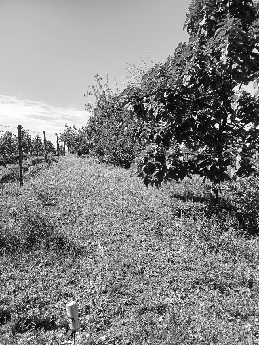 Chalúpka s pozemkom - 5