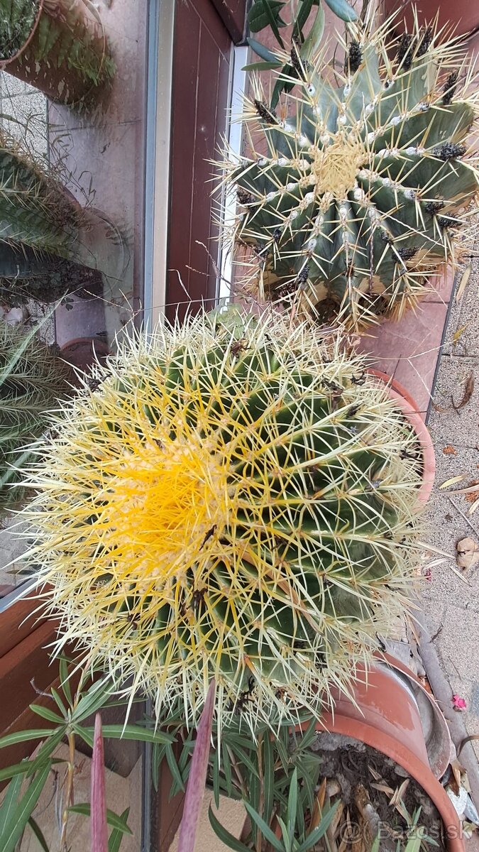 Kaktusy na predaj - 5