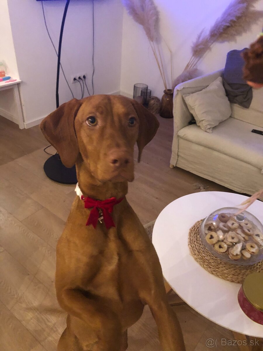 ŠTENIATKA MAĎARSKEJ VIZLY NA PREDAJ – narodené 22.10. - 5