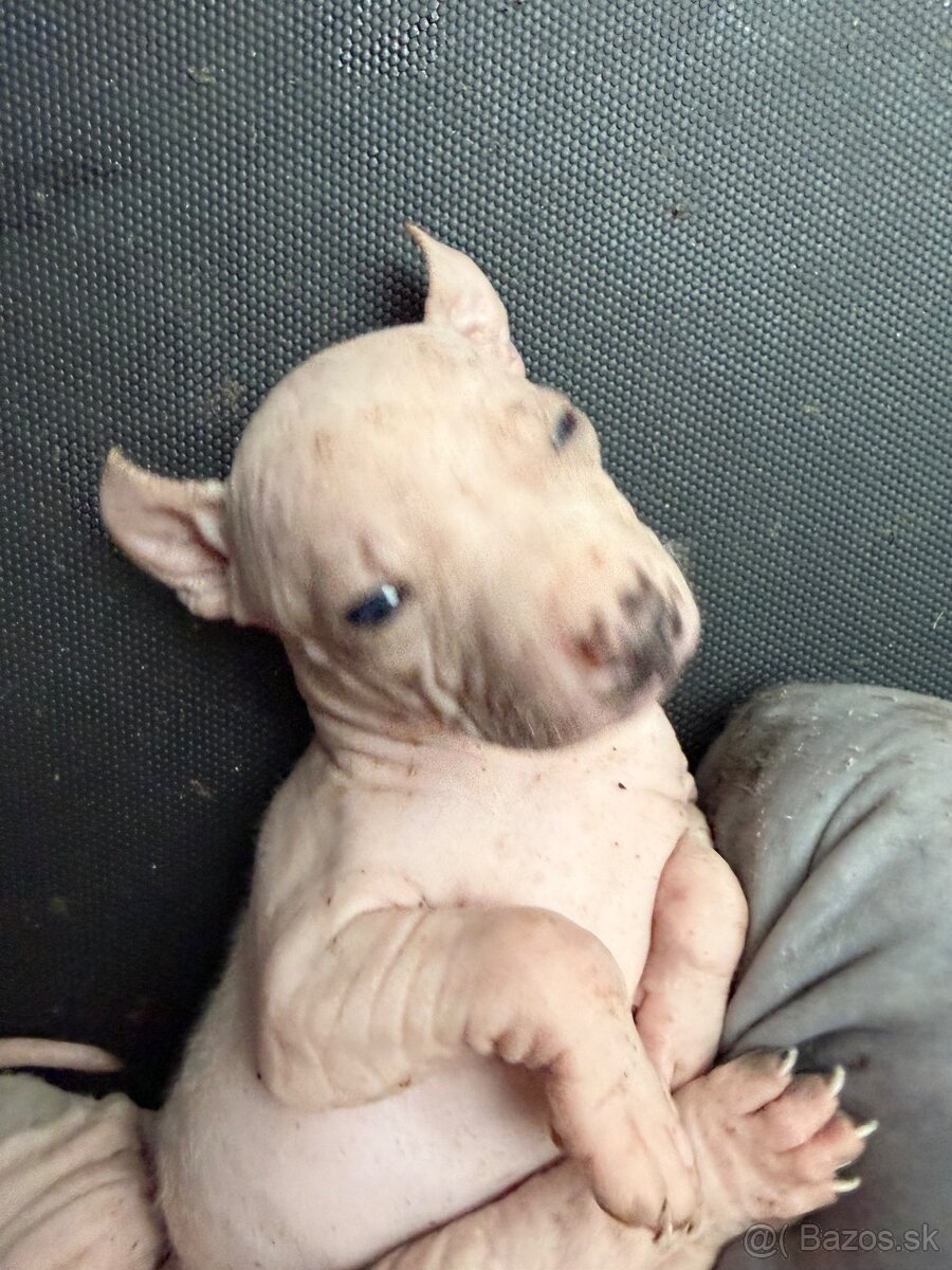 Americky bezsrsty terier - 5