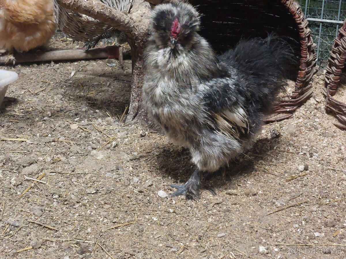 Hodvabnicka kohuty- 3 farby - 5