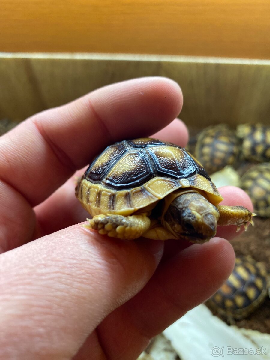 Suchozemska korytnačka Testudo marginata - 5