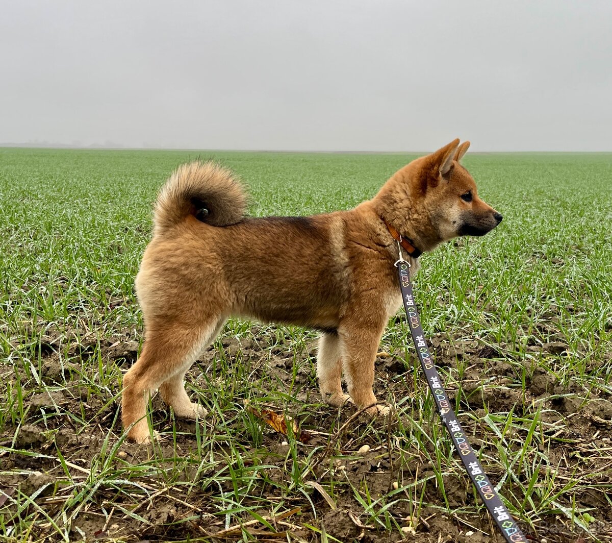 Shiba Inu fenka s PP. - 5