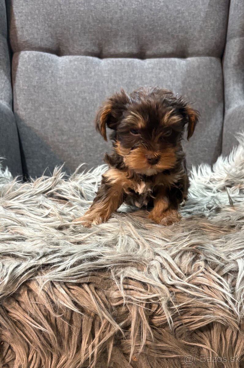 🐶 Yorkshire Terrier – hnedé šteniatka 🐶 - 5