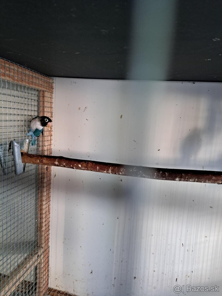 2025-Agapornis škraboškový Samček aj Samička. - 5