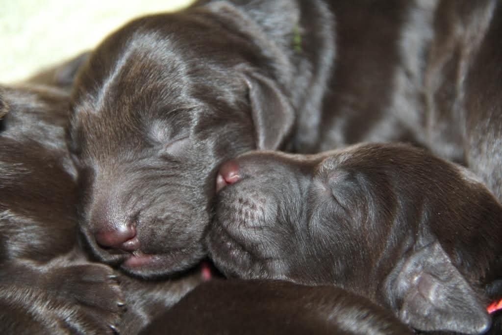 Flat coated retriever - 5