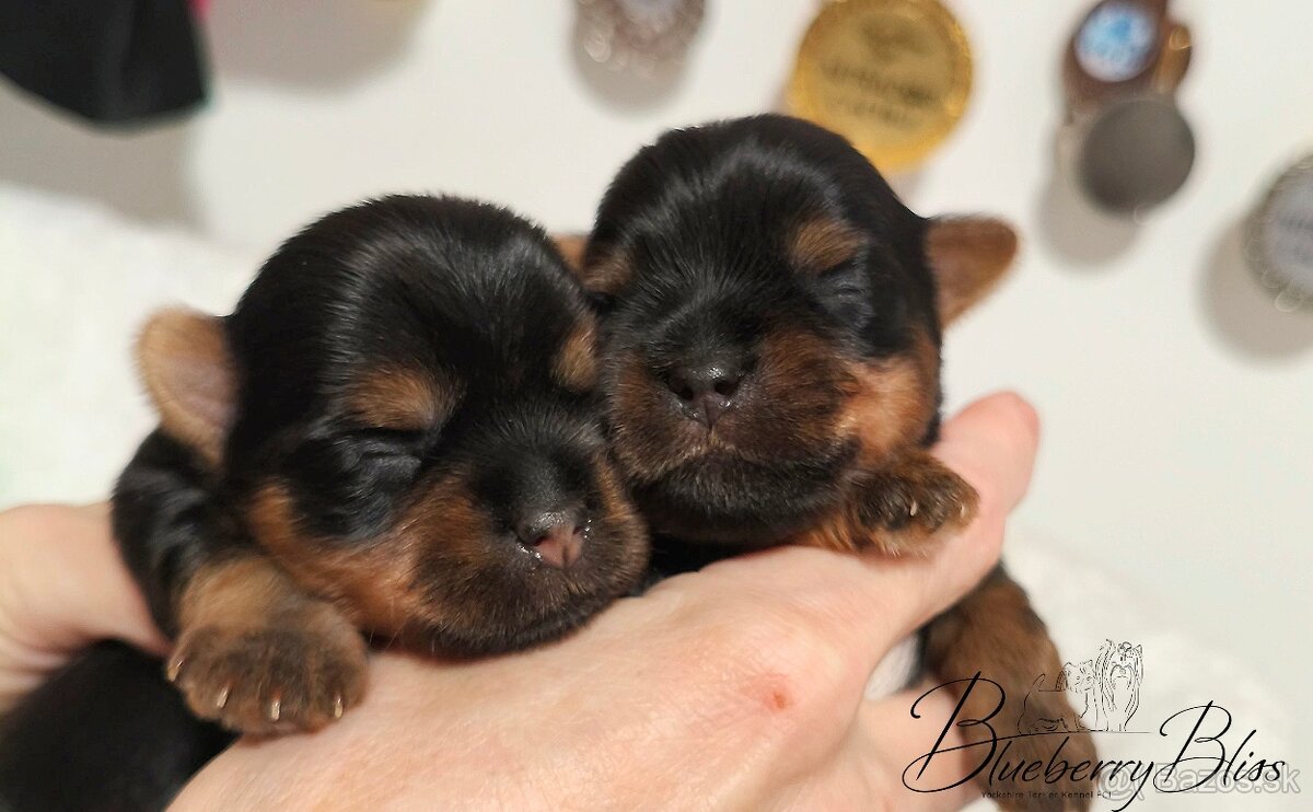 Yorkshire Terrier s PP (rodokmeňom), York, šteniatka - 5