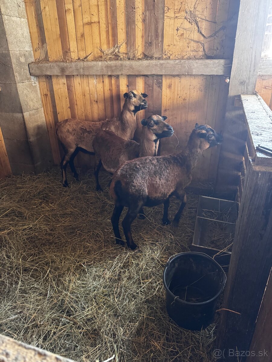 Kamerunské ovce - 5