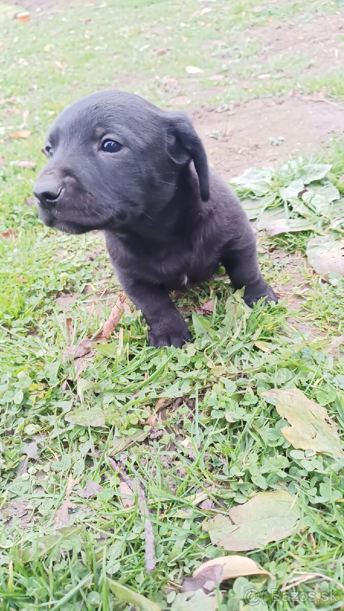 Darujem Šteniatka - 5