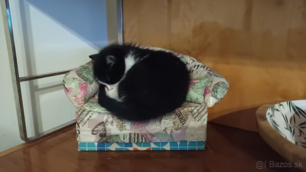malá mačička - 5