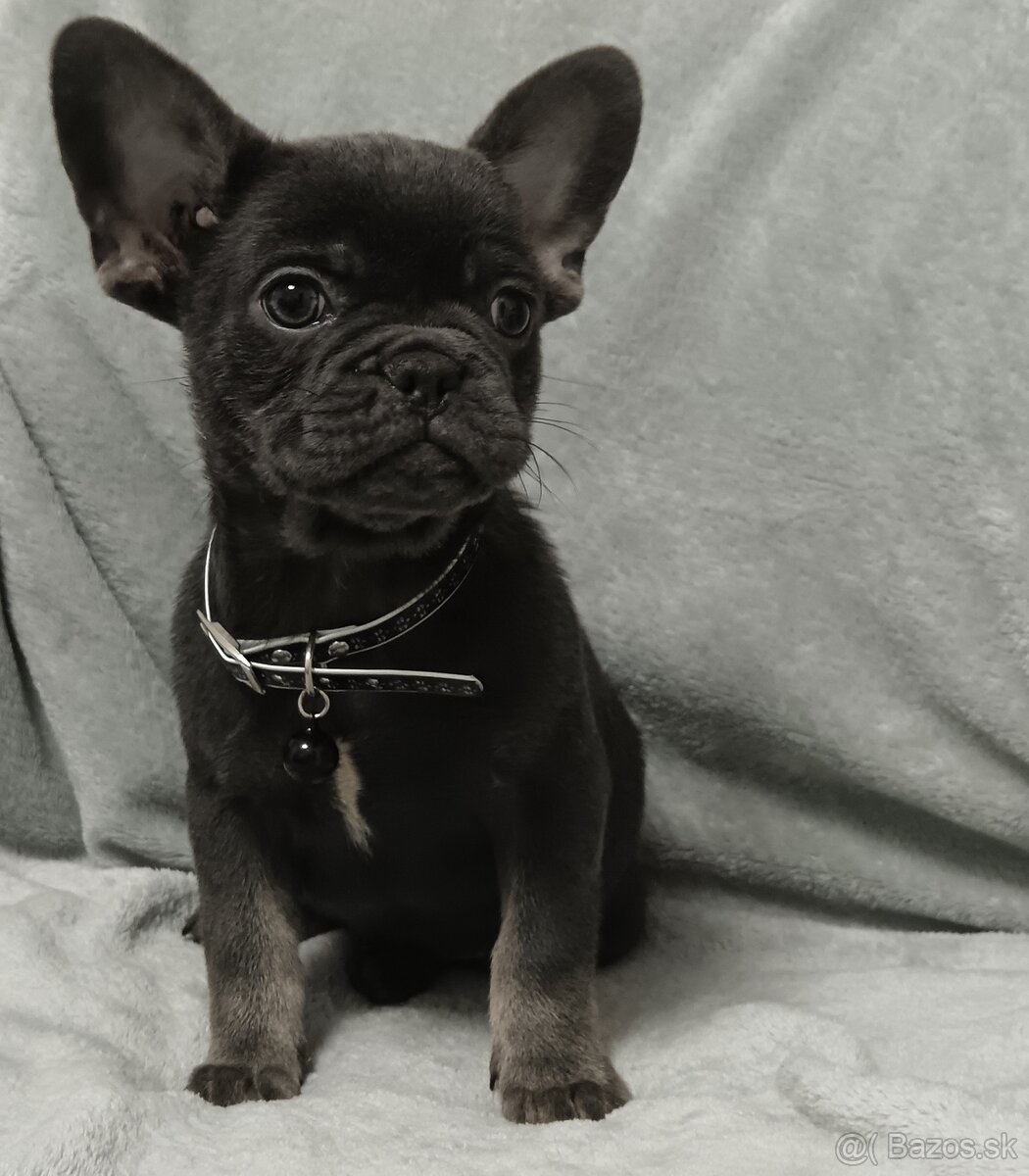 Francúzsky buldoček - 5