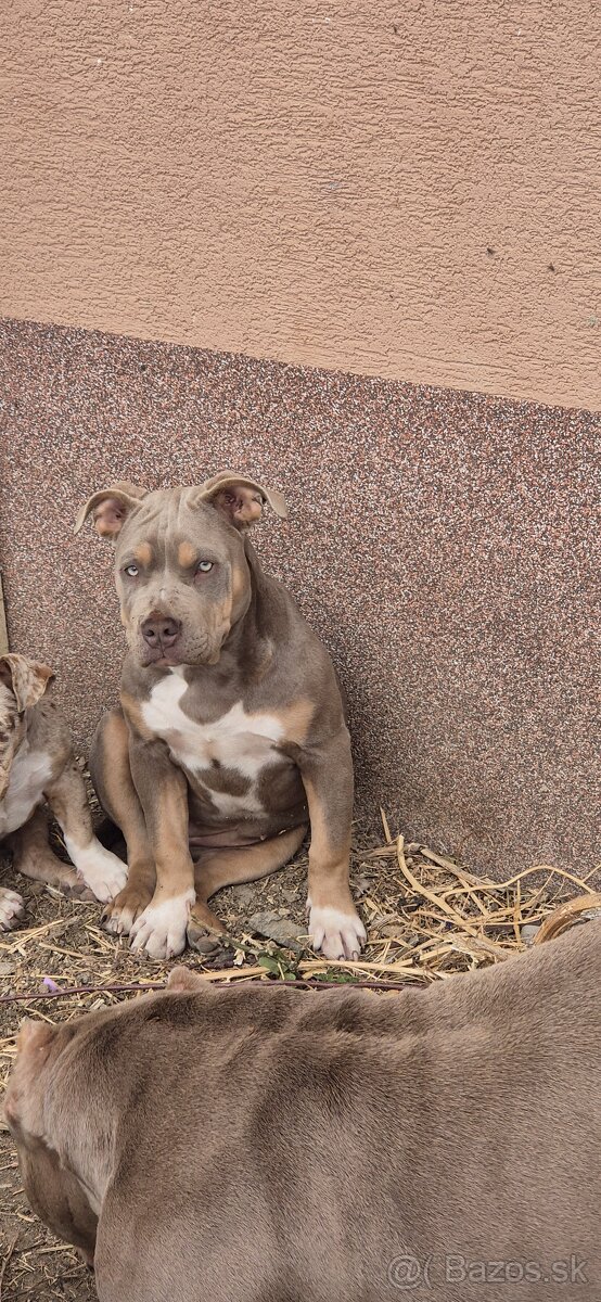 American bully - 5