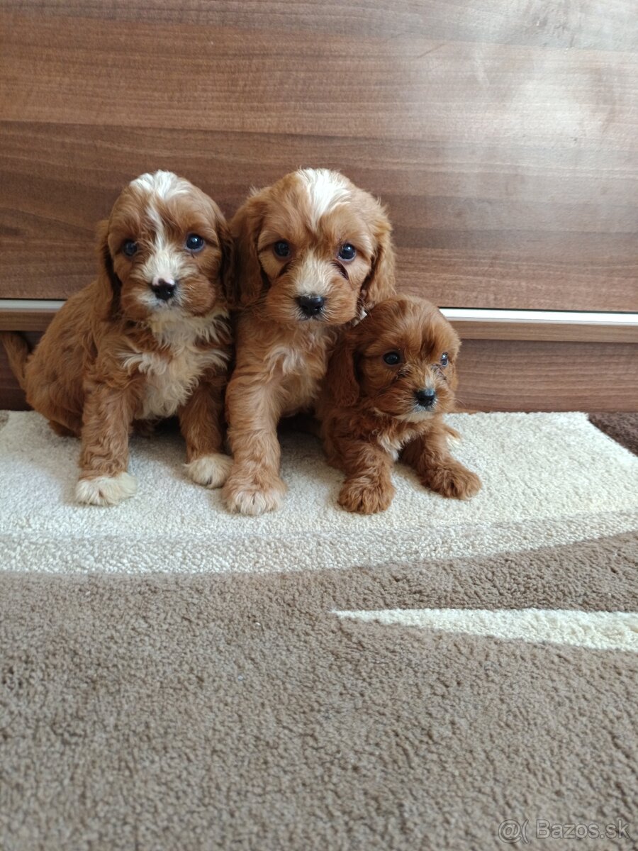 Cavapoo /chalpec/ fenka - 5