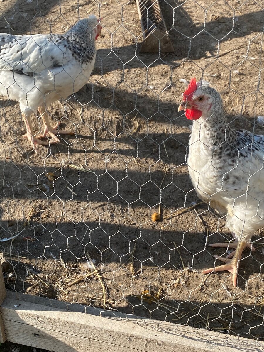 Kohút Dominant GS - 5