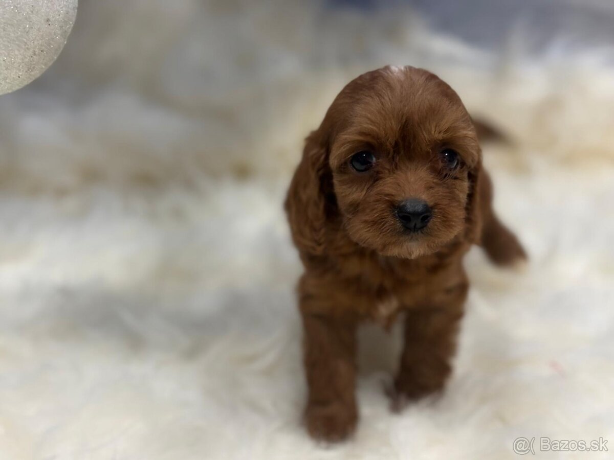 Cavapoo - 5