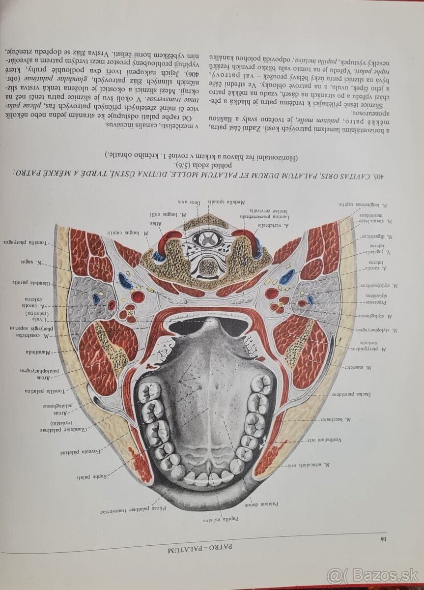 Atlas anatomie člověka I a Ii - 5