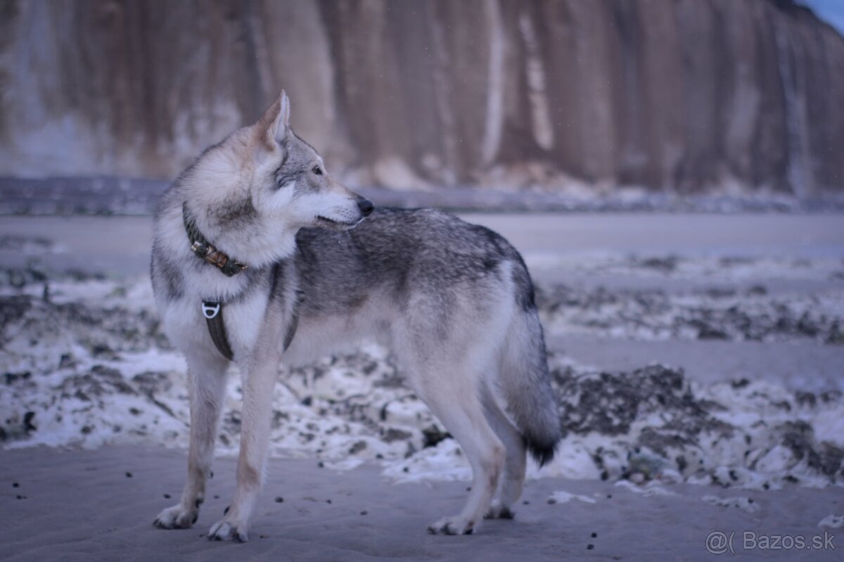 Saarloosov vlčiak - 5