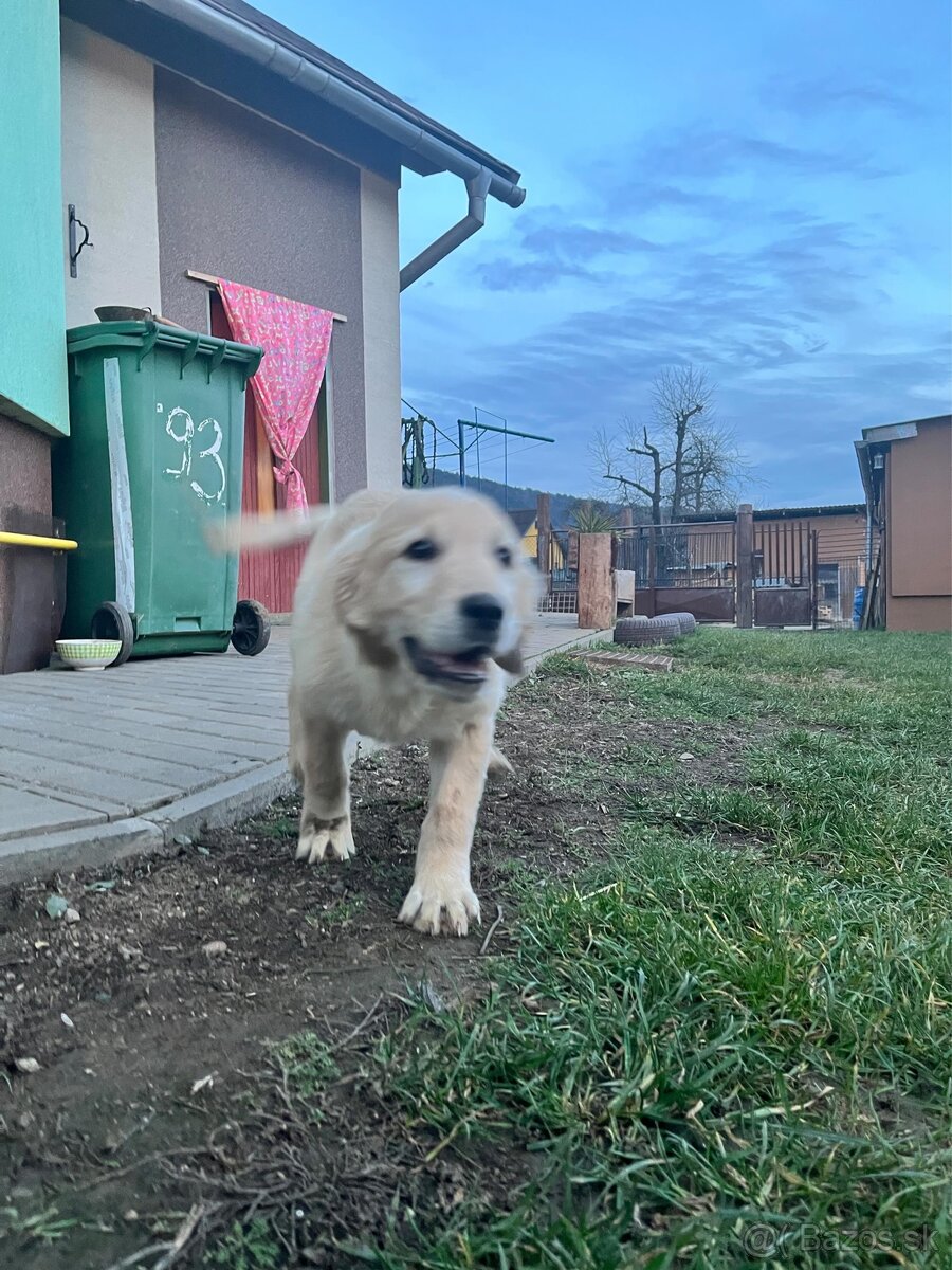 Zlatý retríver - 5