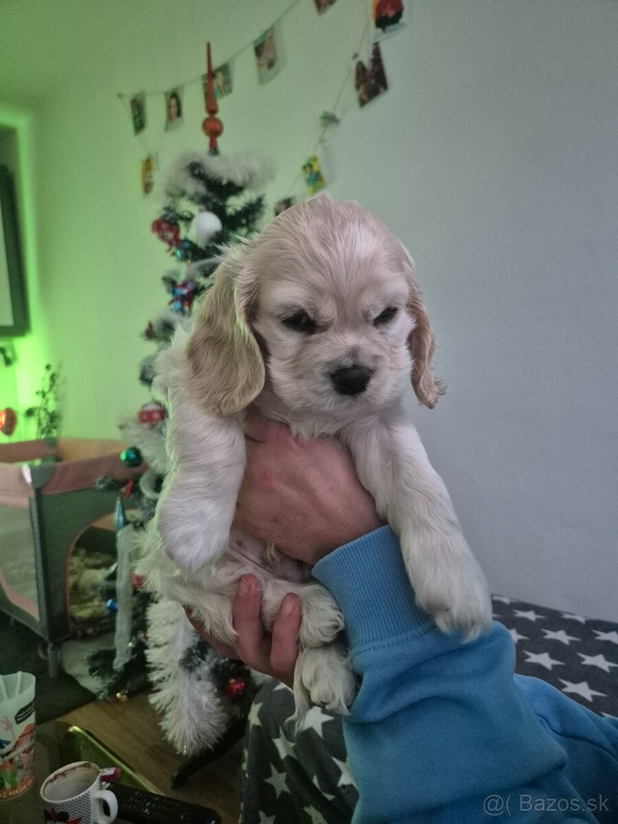 Americký kokeršpaniel - 5