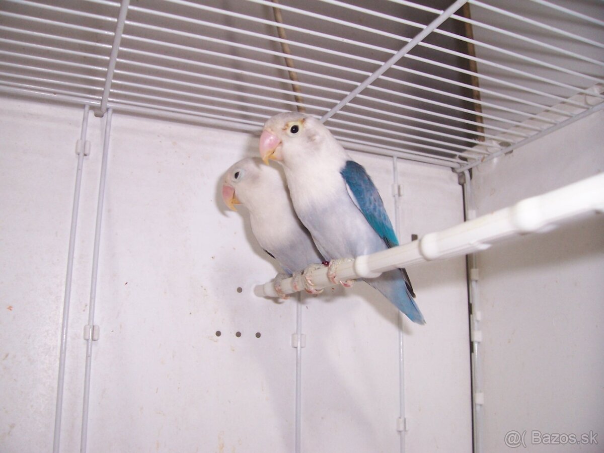 Agapornis fischer - 5