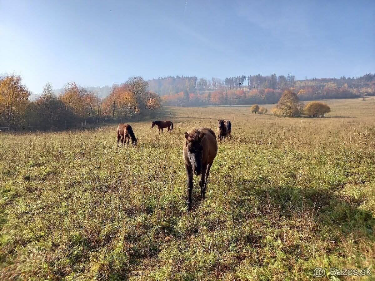 Ustajnenie 🌿 Doprajte svojmu koňovi domov v srdci prírody - 5