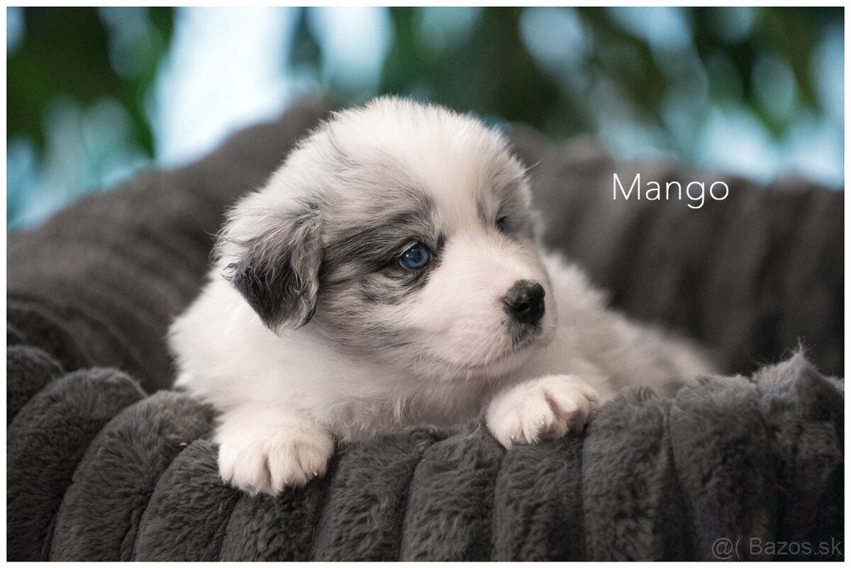 Border Collie Border Kolia s PP FCI barva Blue Merle - 5